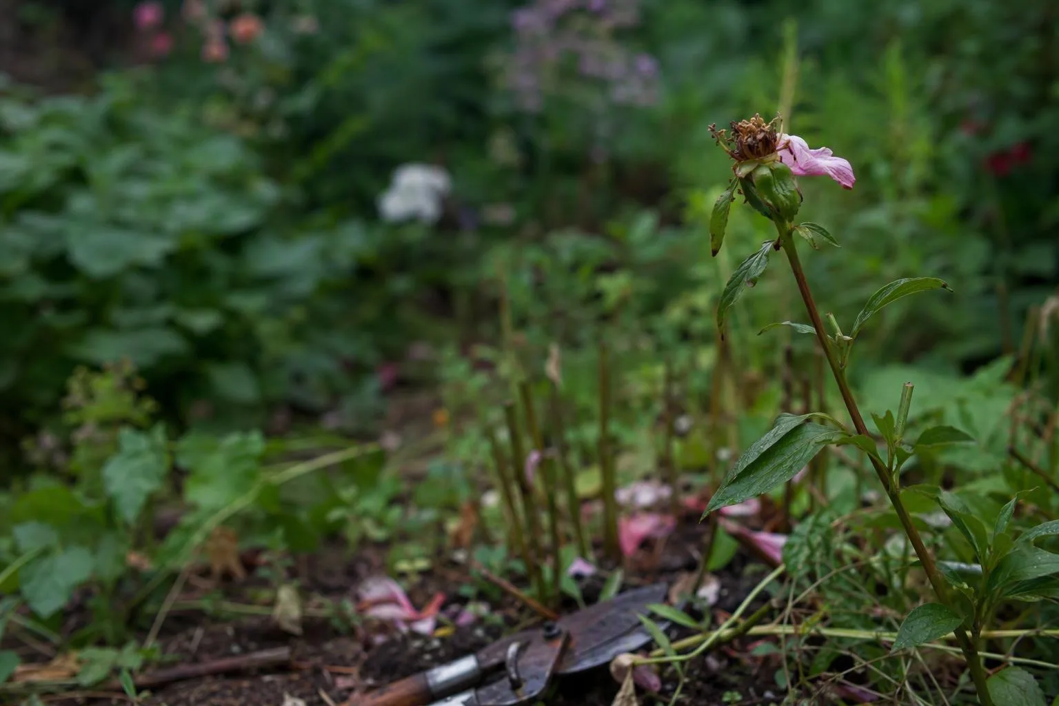 A fading flower sits above a developing seed structure and side shoot, showing what deadheading may redirect.