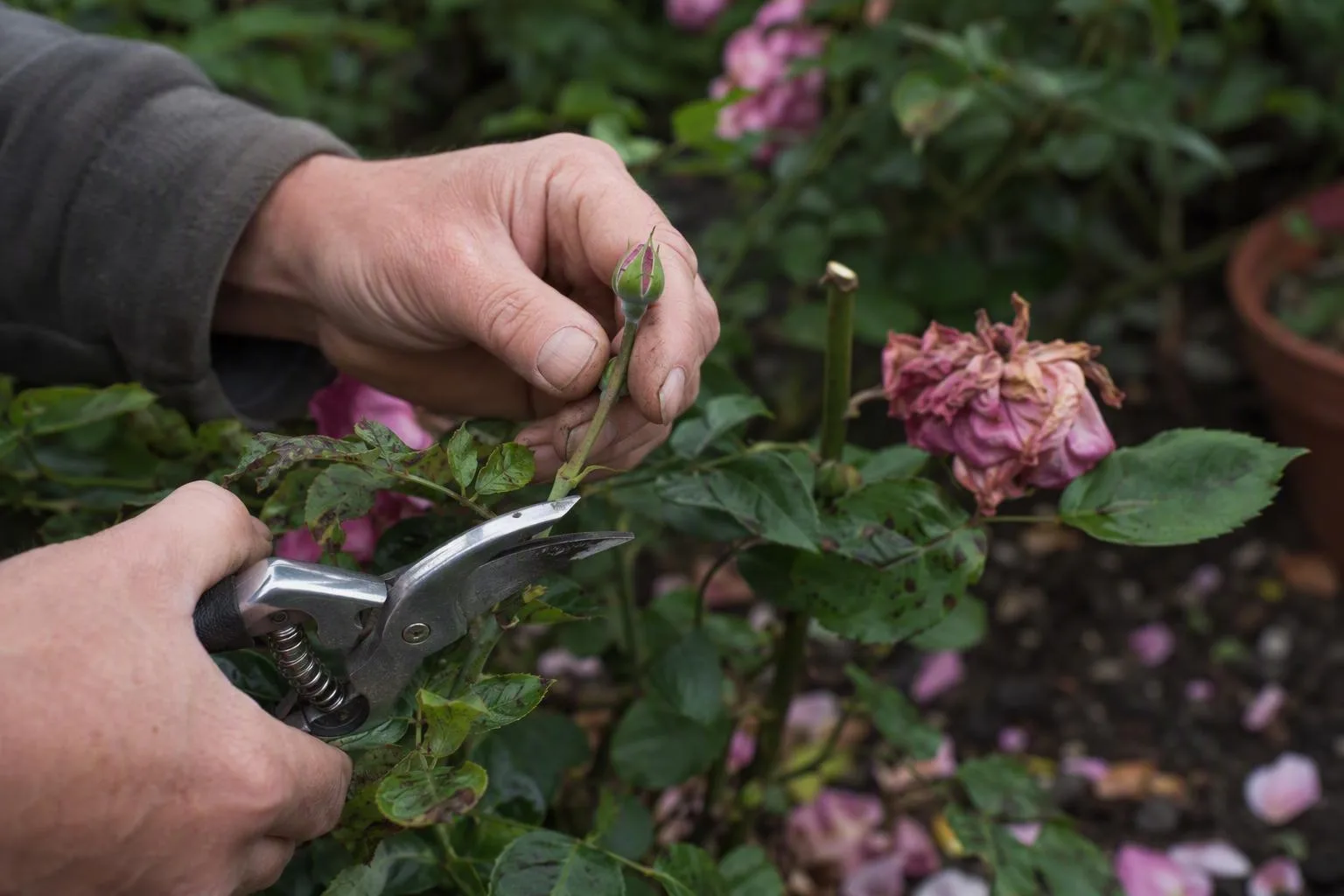 Secateurs pause above an outward-facing rose bud while nearby leaves and a new side shoot remain intact.