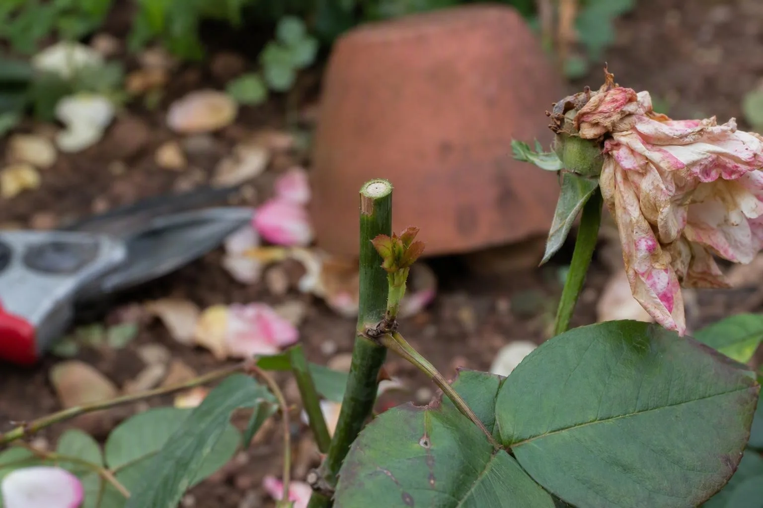A cut flower stem stands beside a fresh side shoot emerging below the cut in a cottage-garden bed.