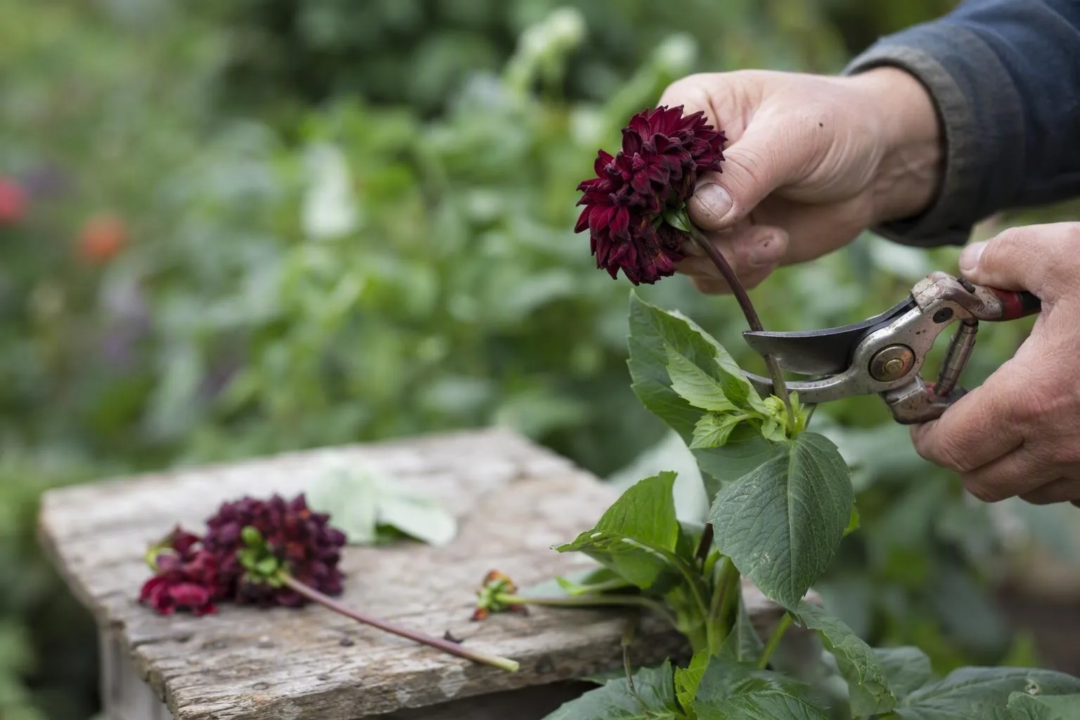 A gardener cuts a spent dahlia just above healthy leaves to encourage more flowers.