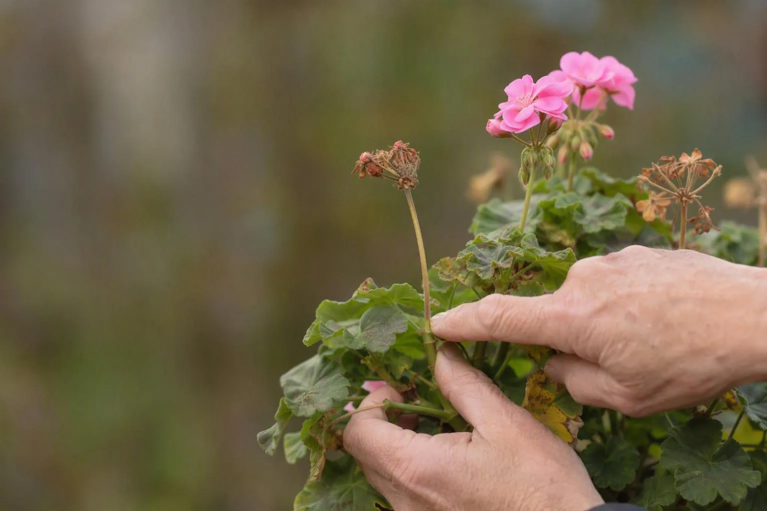 Hands point to a spent geranium stalk and the node where it should be cut to encourage more blooms.