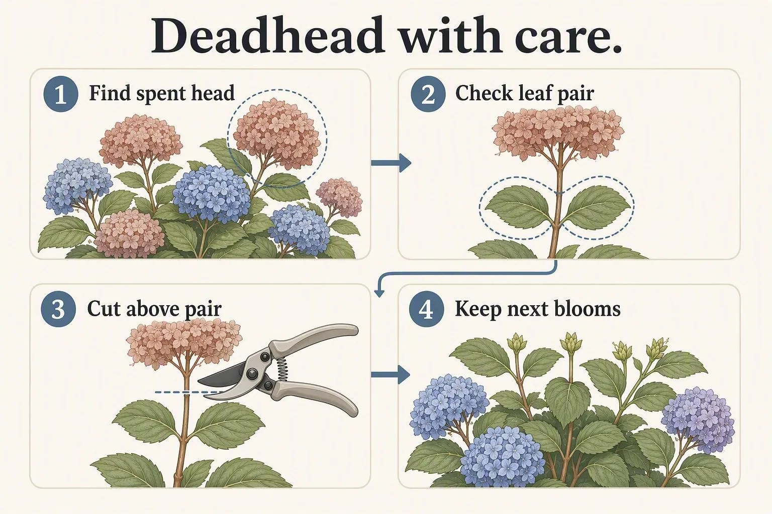 Four illustrated steps show how to identify a spent hydrangea head and make one careful cut above a healthy leaf pair.