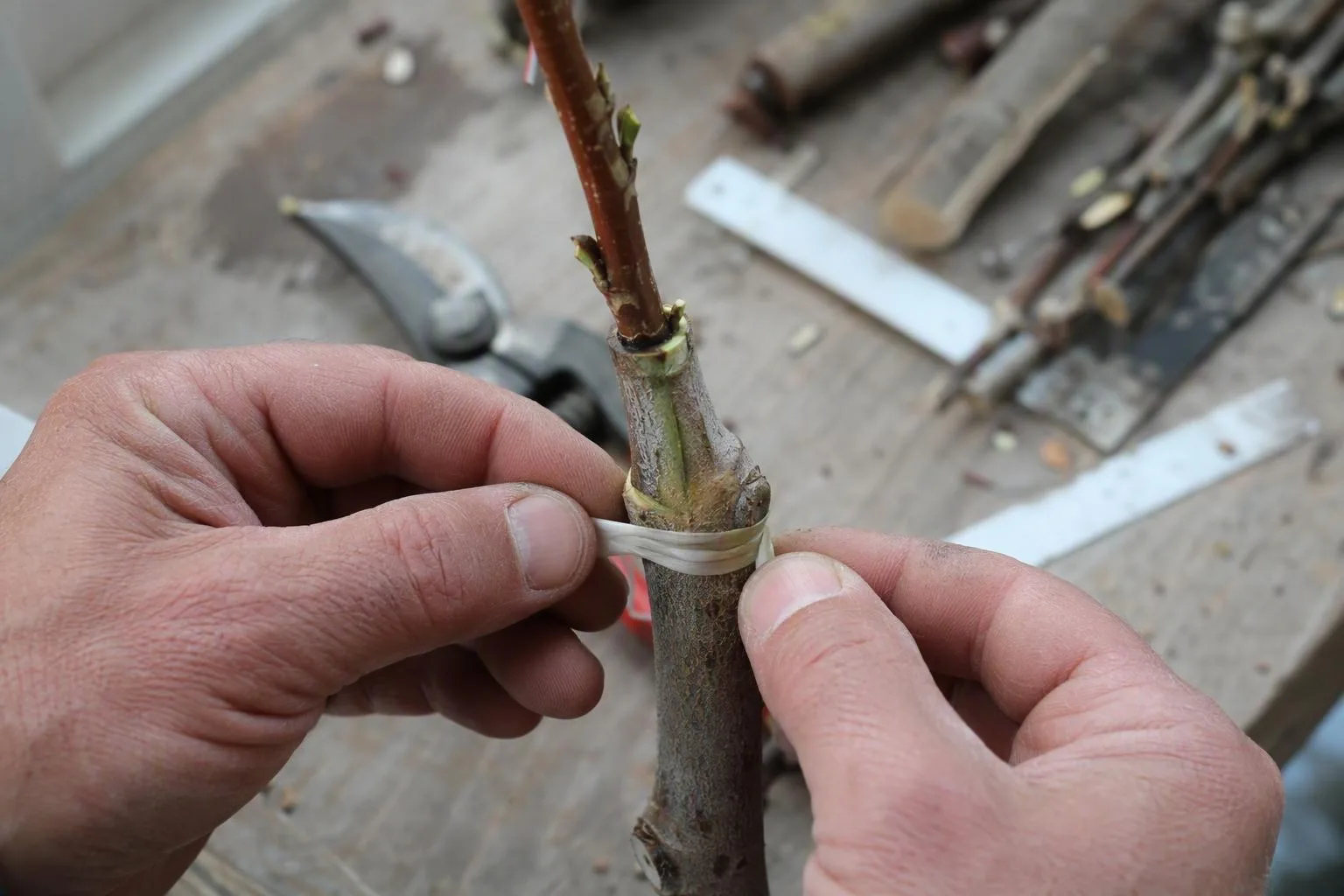 Hands loosen a grafting tie to check a raised healing ridge before the stem becomes constricted.