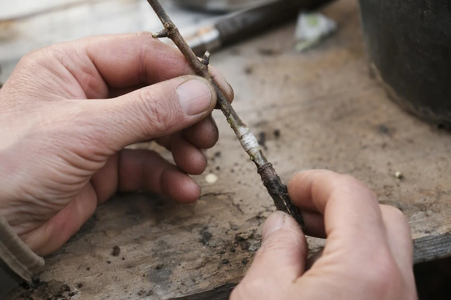 Hands compare the cut surfaces of a scion, joint, and rootstock for signs of drying or decay.