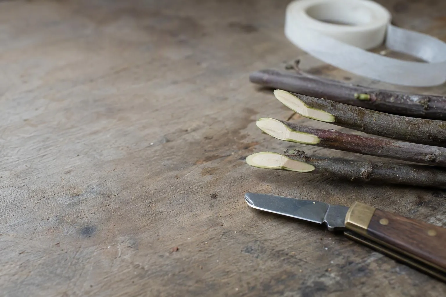Three fresh grafting cuts, an apple scion, rootstock, knife, and tape rest separately on a worn wooden bench.