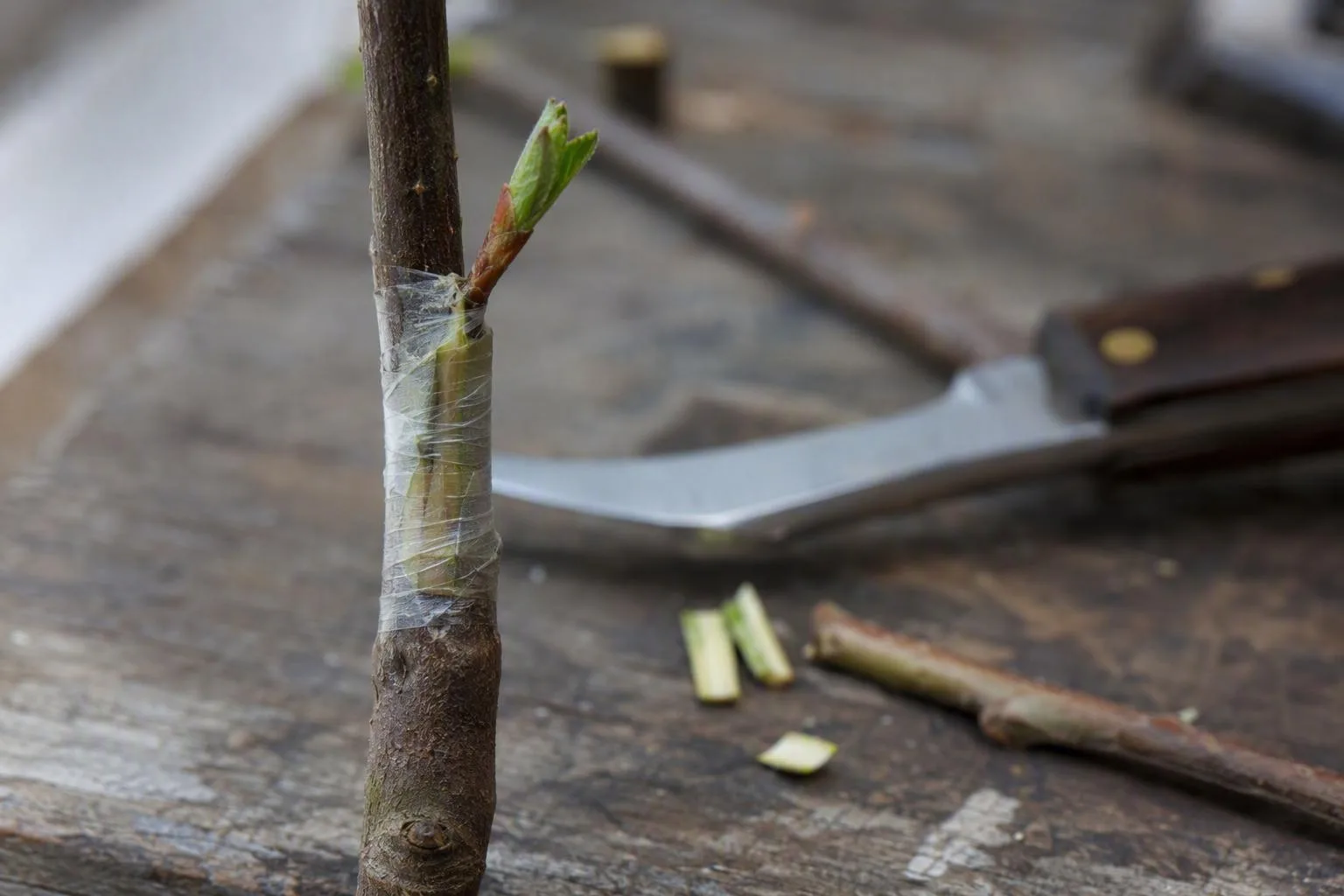 A bound apple graft shows healing tissue and a new green bud emerging on a worn workbench.