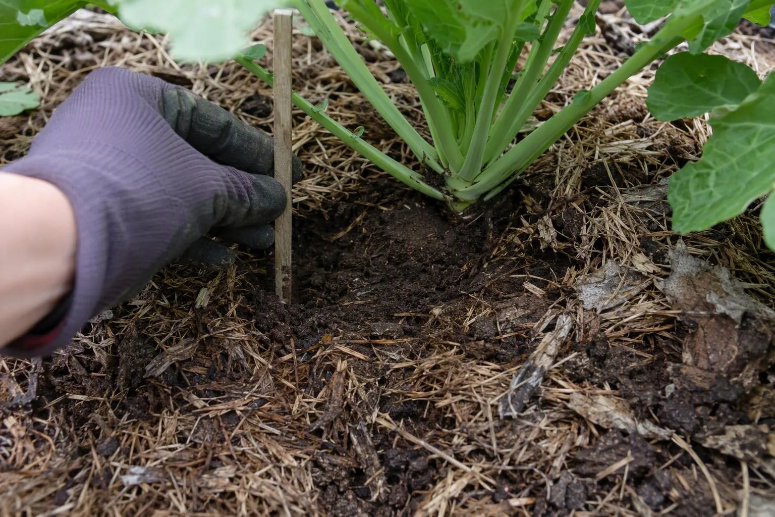 Wood chips, shredded leaves, straw and finished compost are arranged beside garden plants.