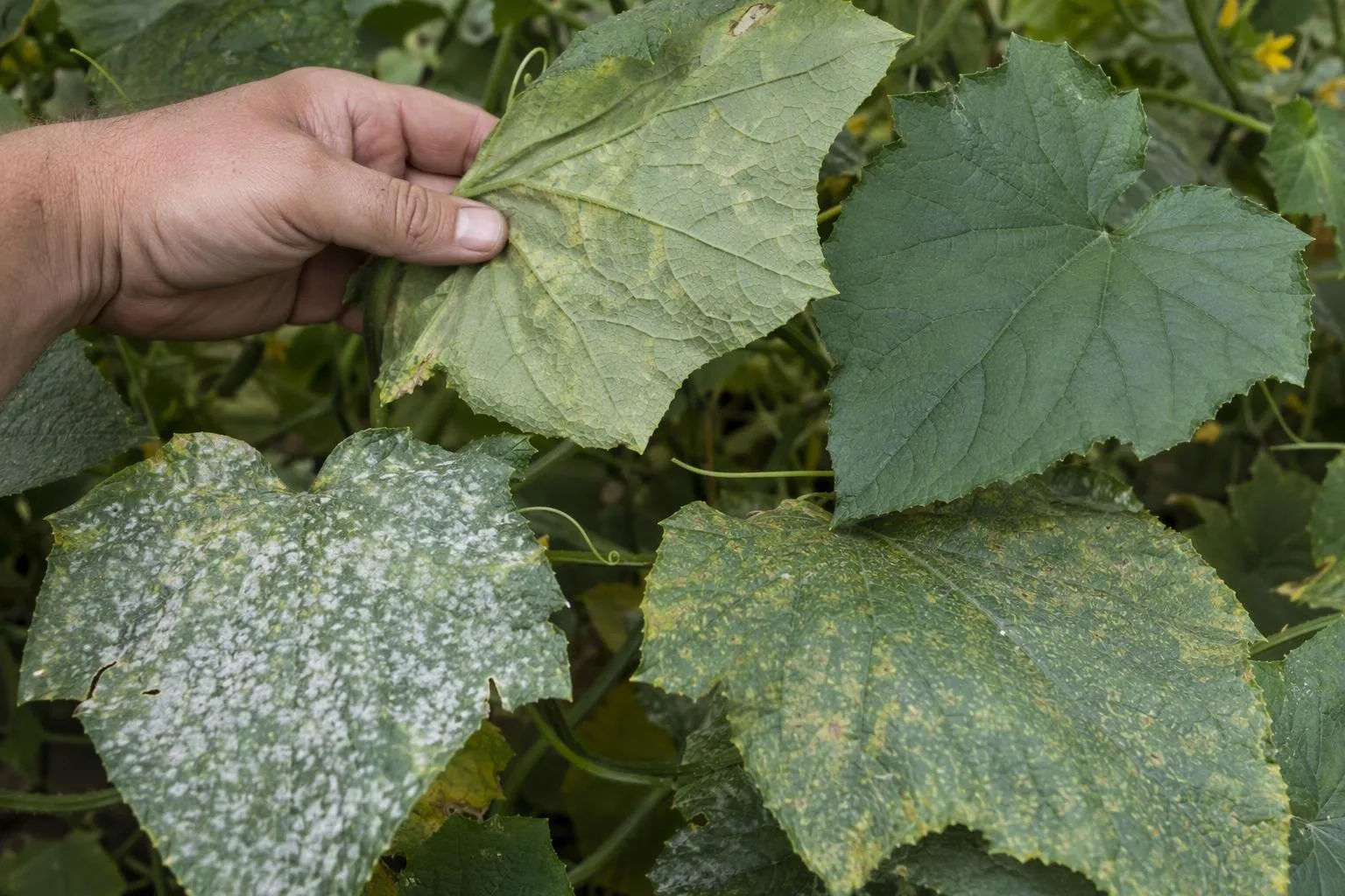 Cucumber leaves show contrasting white growth, yellow lesions, residue, and fine mite stippling for diagnosis.