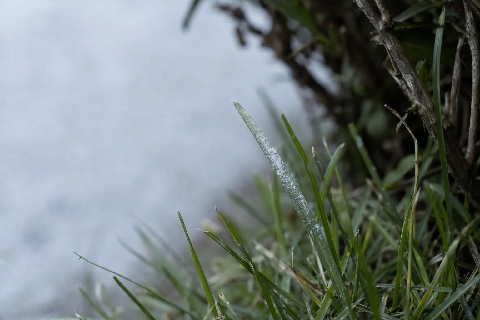 White mildew coats grass blades in a dense shaded lawn patch, showing why better light and airflow matter.