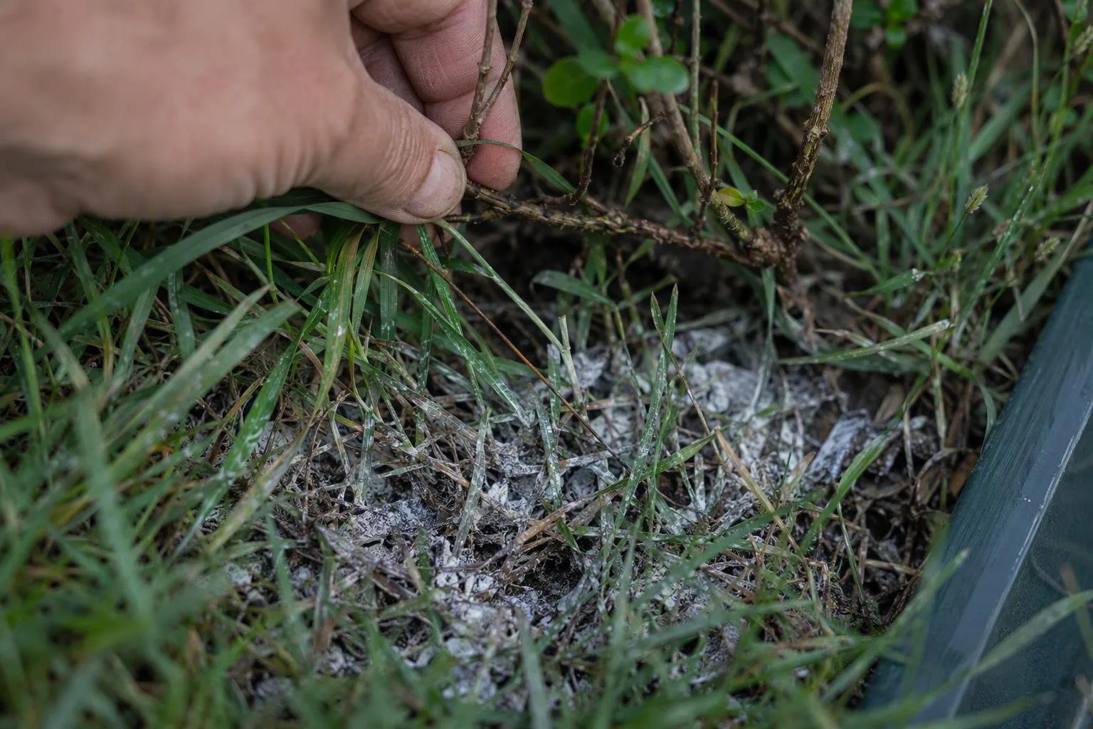 A hand parts damp grass beneath a low branch to reveal a pale-coated patch with little room for air or light.