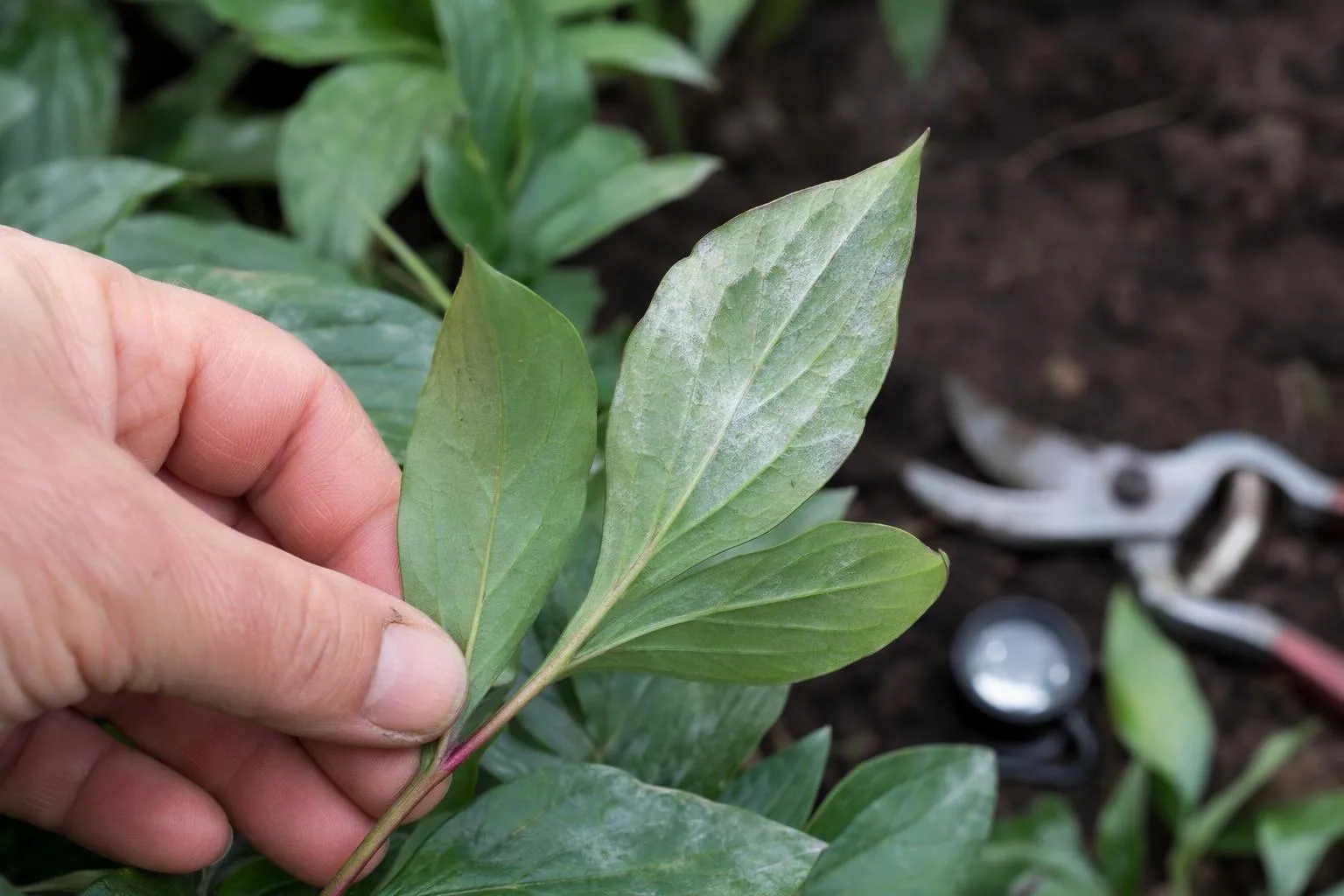 A gardener compares mildew on a peony leaf’s top and underside beside garden tools.