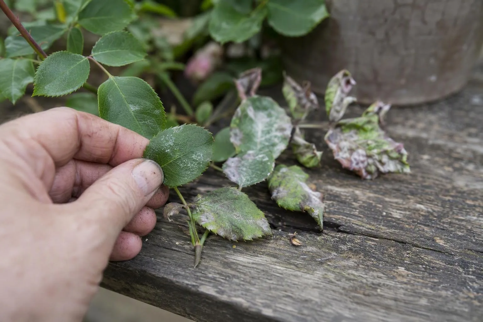 Rose leaves show mildew progressing from a small white patch to curled, distorted growth.