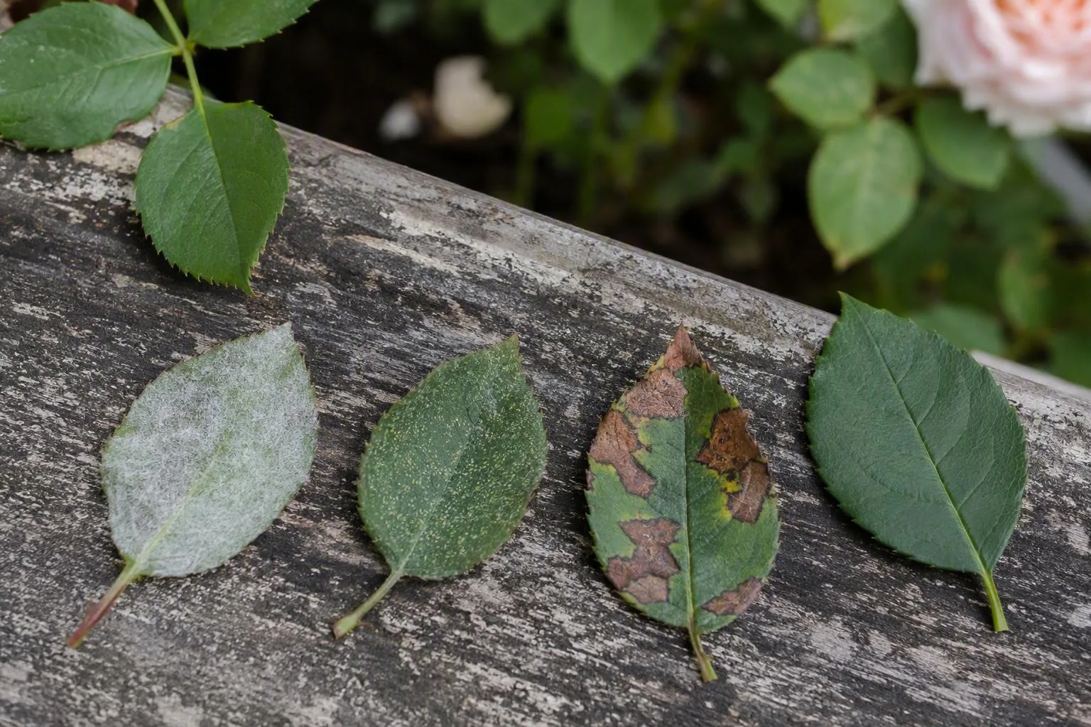 Three rose leaves show white coating, fine stippling, and angular lesions for symptom comparison.